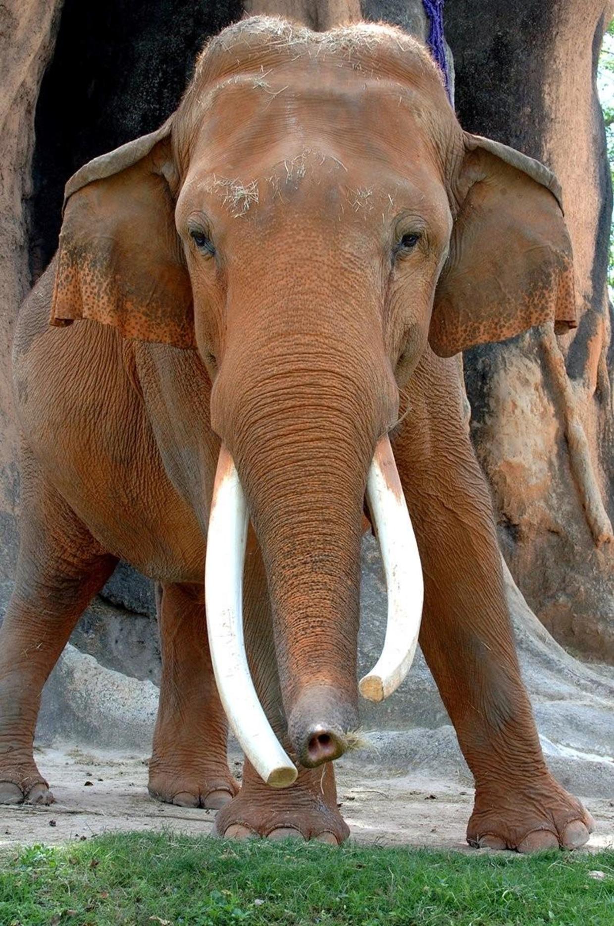 Zoo Miami mourns passing of 'most iconic, magnificent' Dalip - CBS Miami