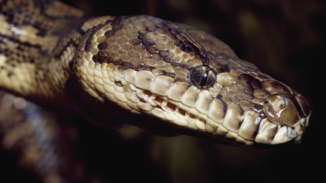 5-year-old boy rescued after huge python grabs his ankle and drags him into pool, father says