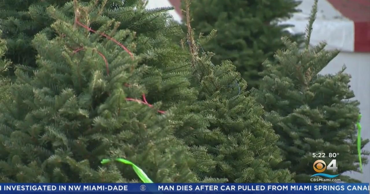 Xmas trees will be far more expensive this year