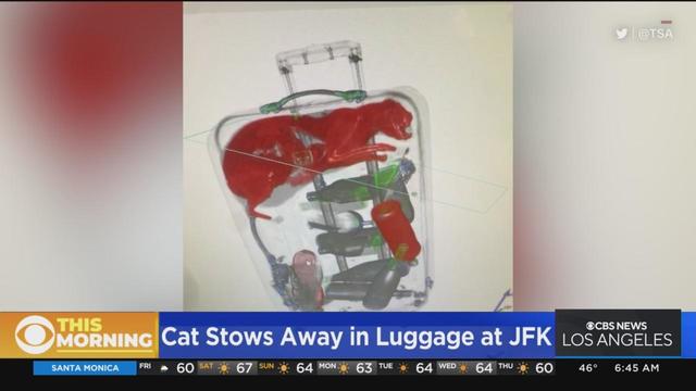 stowaway-cat.jpg 