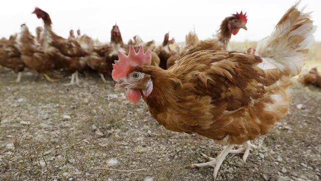 Bird flu prompts slaughter of 1.8 million chickens in Nebraska
