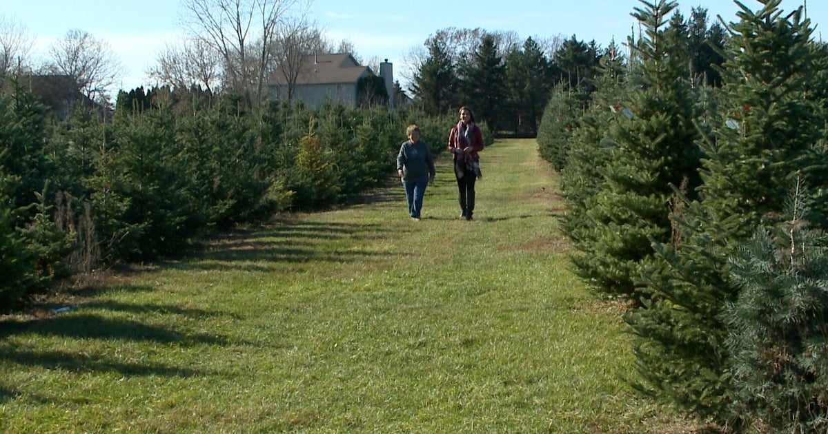 Science of Weather Christmas Tree Farming CBS Detroit