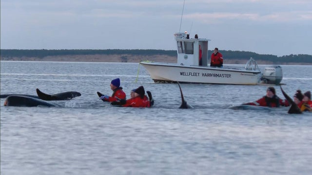 stranded-whales.jpg 
