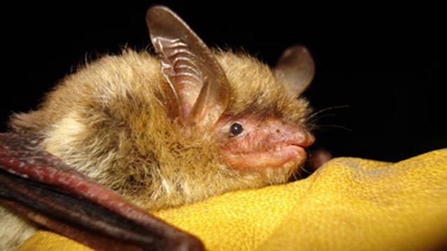 Endangered Bat 