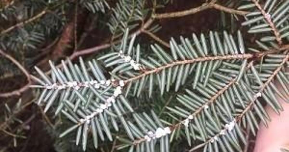 Dnr Invasive Insect Hemlock Woolly Adelgid Confirmed In 5 Michigan Counties Cbs Detroit 3478