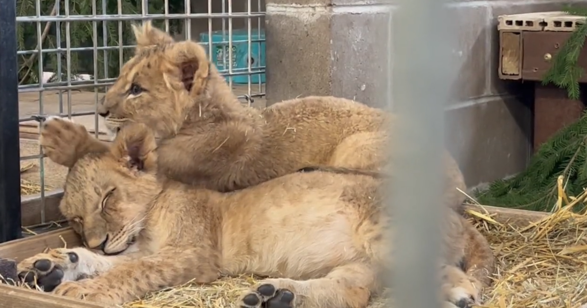 Lion cubs from Ukraine are 'fearless' in face of their first Minnesota  winter