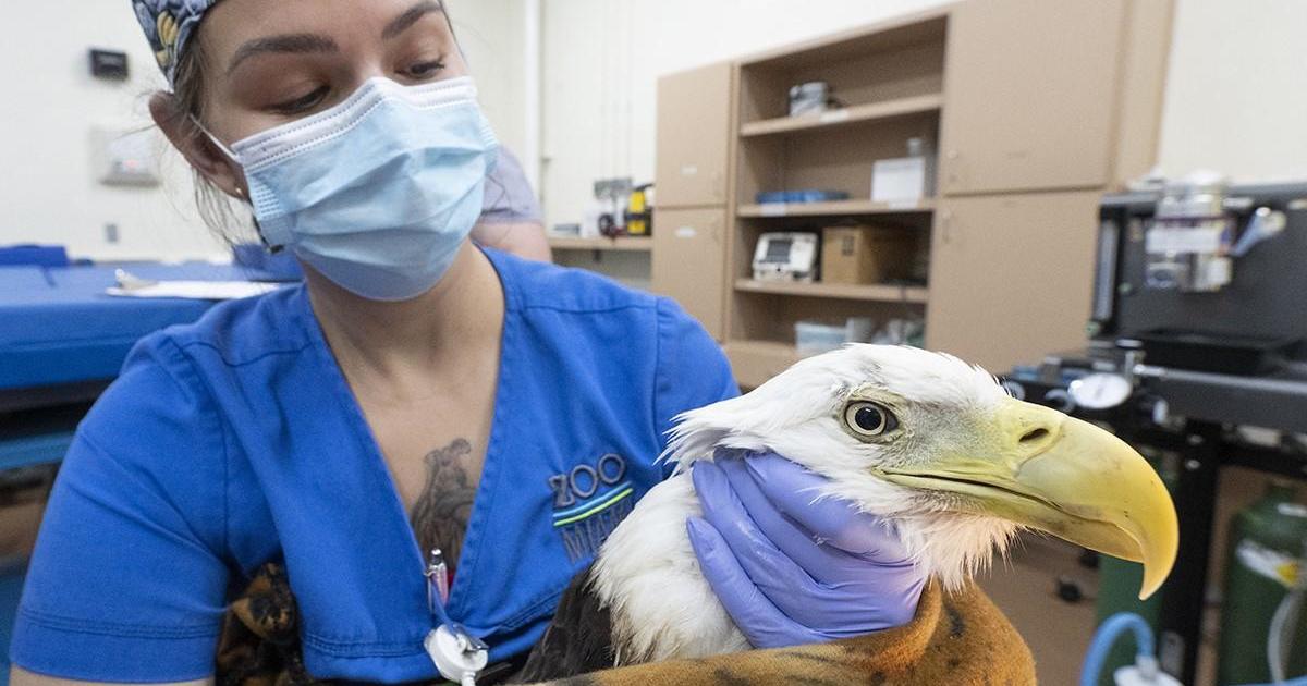 Rita the bald eagle recovering at Zoo Miami just after undergoing operation