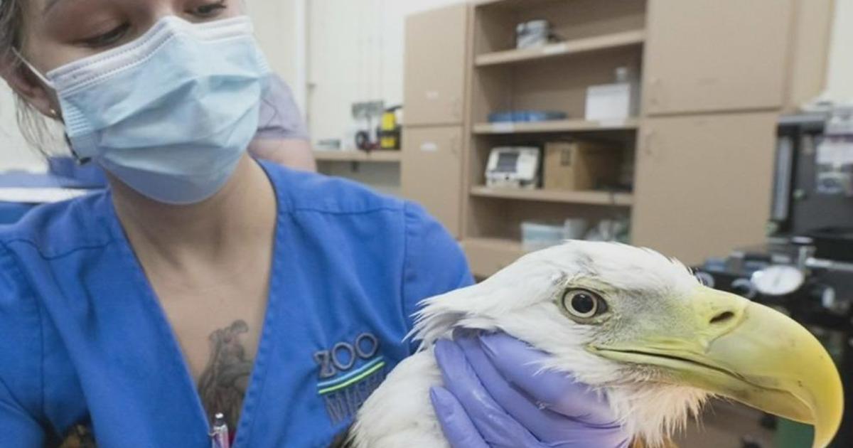 Rita the bald eagle recovering at Zoo Miami after going through surgical procedure