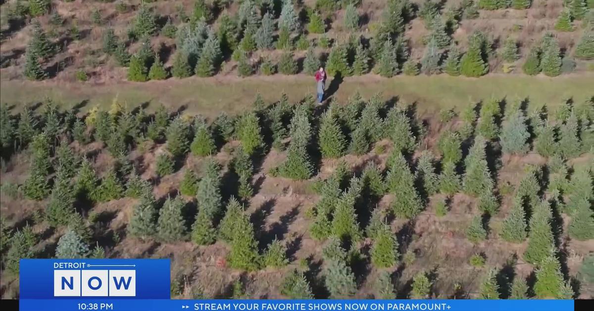 Science of Weather Christmas Tree Farming CBS Detroit