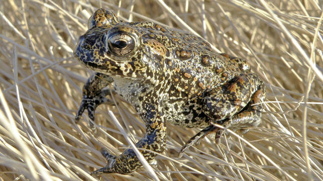 Endangered Toad 