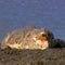 Gorongosa | 60 Minutes Archive