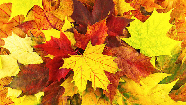 fall-leaves.jpg 