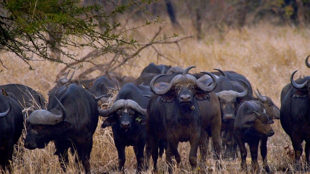 gorongosascreengrabs12.jpg