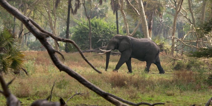 Restoring Gorongosa National Park after decades of war 