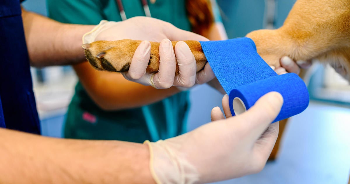 North Shore Animal Hospital In Lynn To Close - Cbs Boston