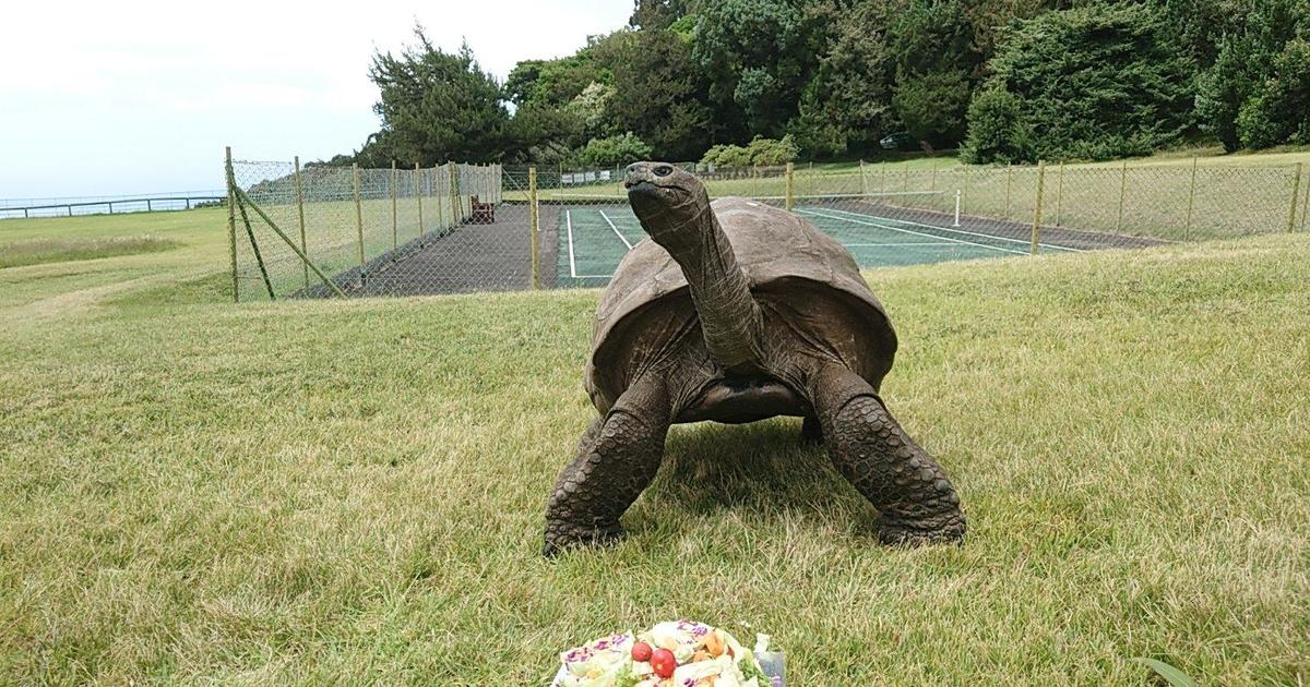 World's oldest land animal, Jonathan the tortoise, celebrates 190th  birthday - CBS News