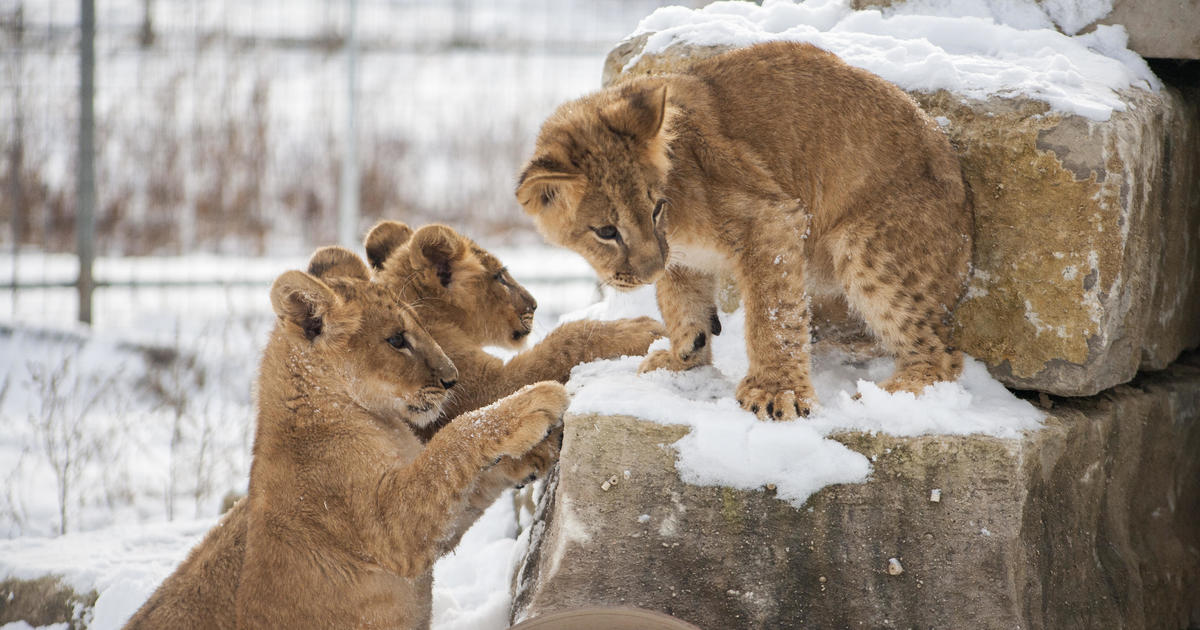 Watch: Lion cubs from Ukraine play in the snow at The Wildcat Sanctuary