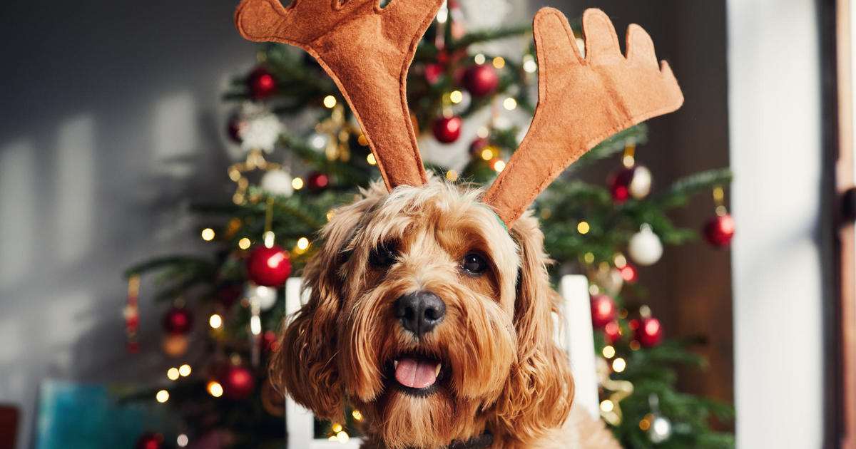 Do You Buy Your Dog Holiday Gifts? - Vetstreet