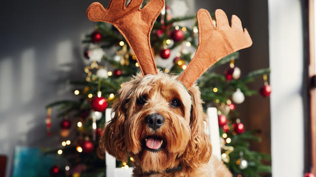 Dog wearing reindeer antlers at Christmas time 