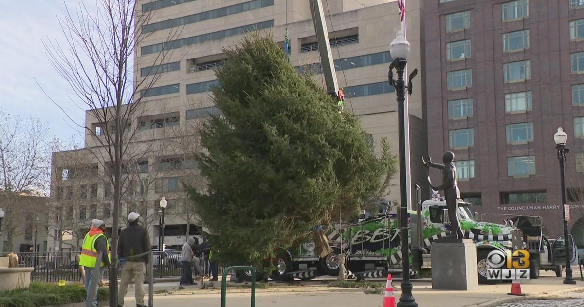 Christmas tree delivered to City Hall CBS Baltimore
