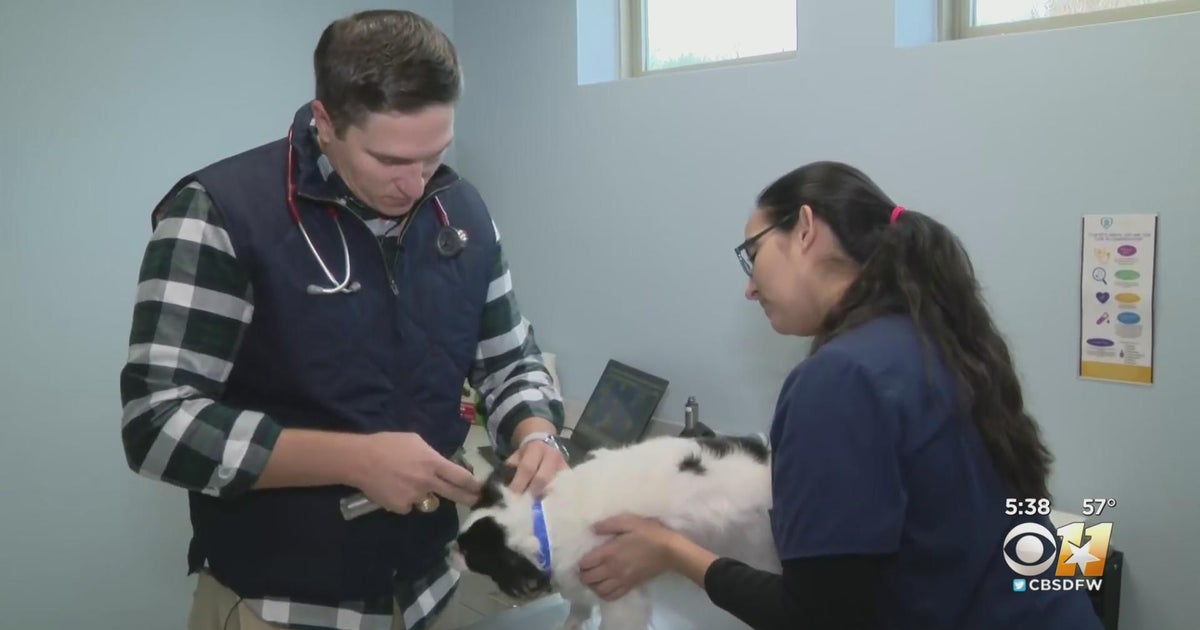 Highly contagious strain of dog flu spreading in North Texas - CBS Texas