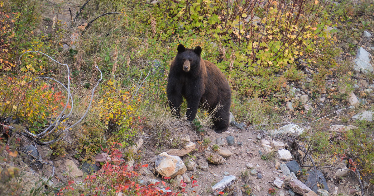 New Jersey bear hunt back on CBS New York