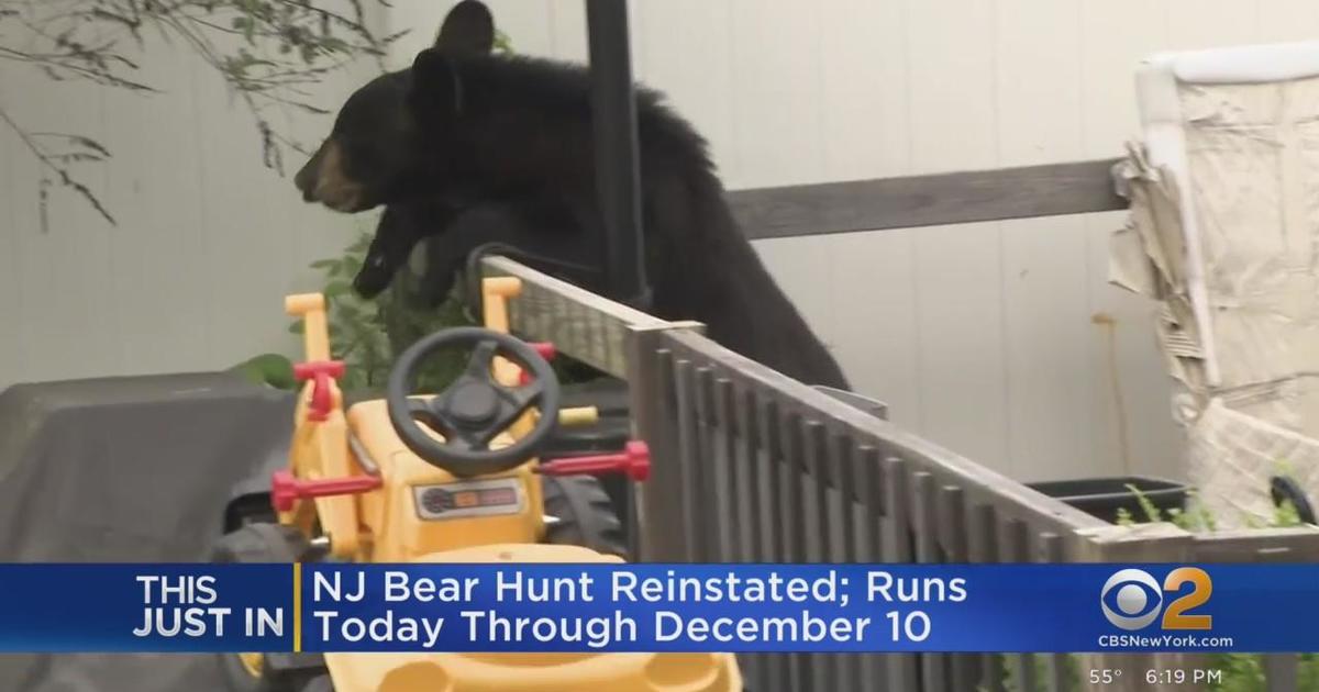 New Jersey bear hunt back on CBS New York