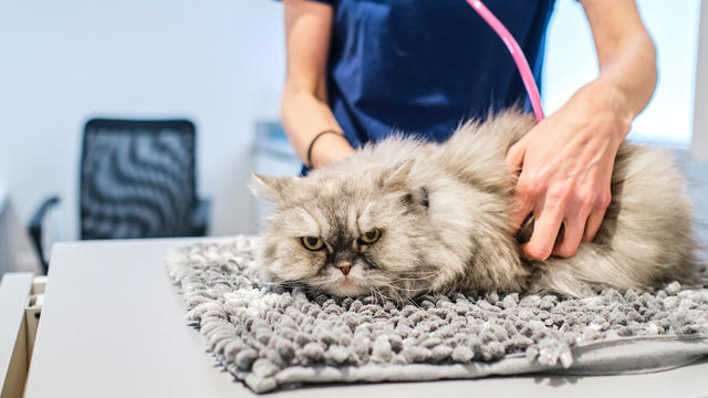 Unrecognizable veterinarian examining cat with stethoscope 
