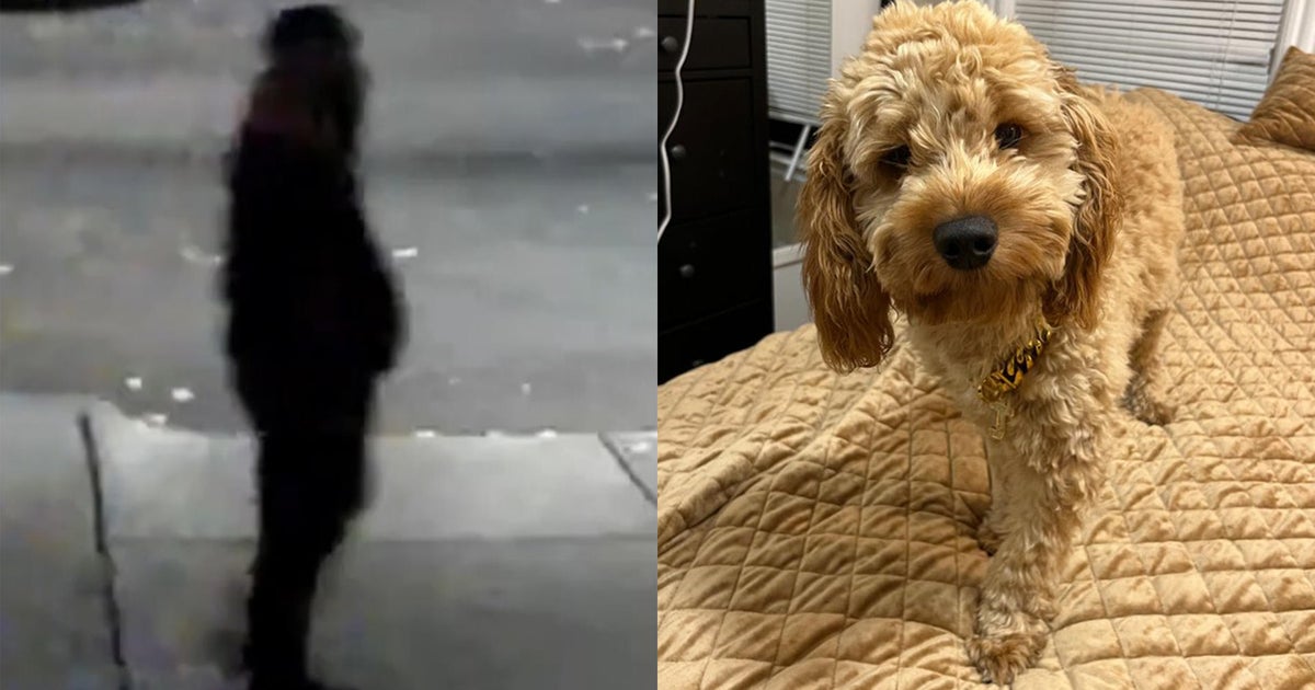 Cambridge woman attacked while walking dog CBS Boston