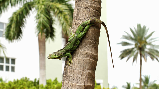 green iguana on a palm tree 