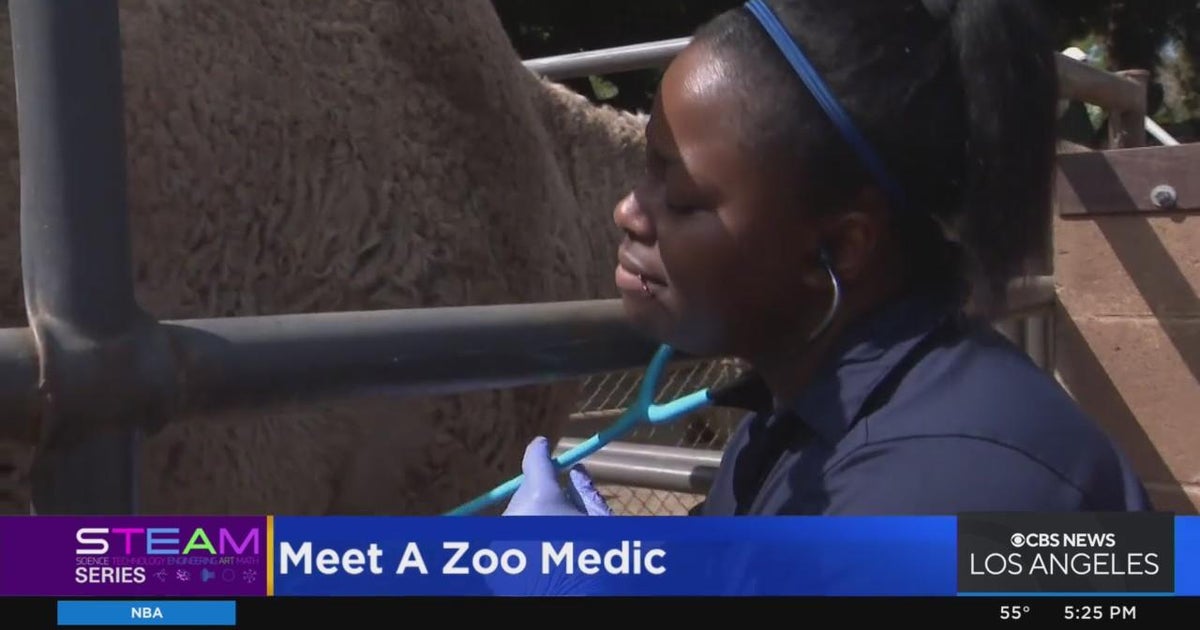 STEAM: Meet a zoo medic - CBS Los Angeles
