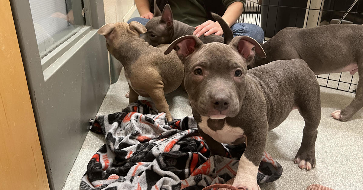 blue bully puppies