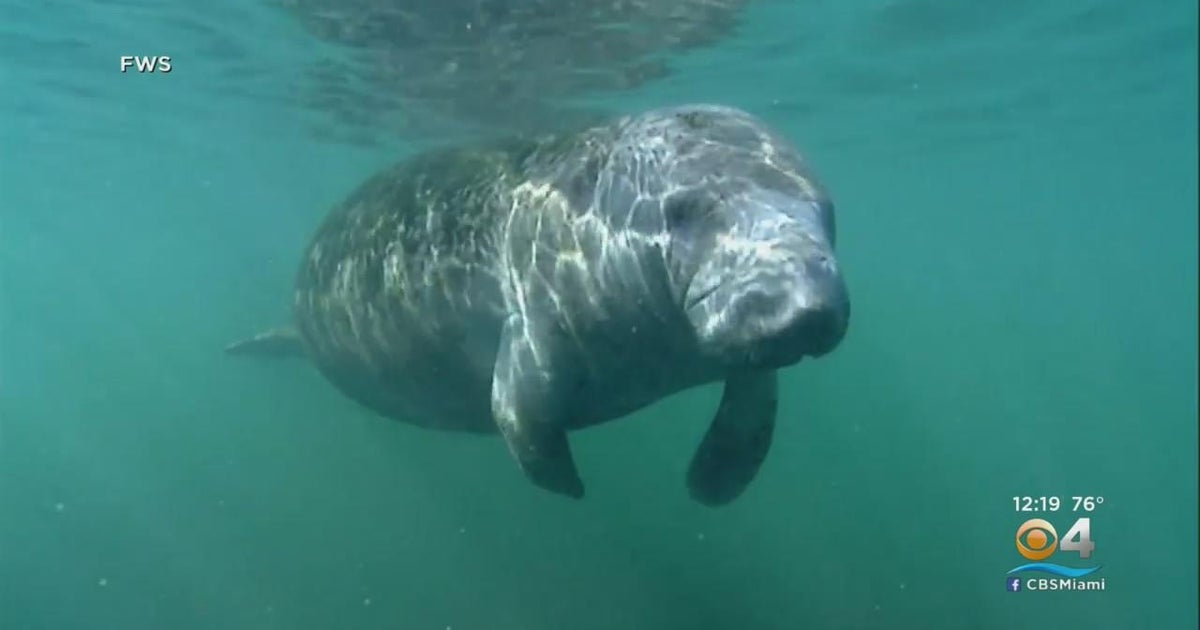 Florida manatees struggling with a everyday living-threatening habitat collapse