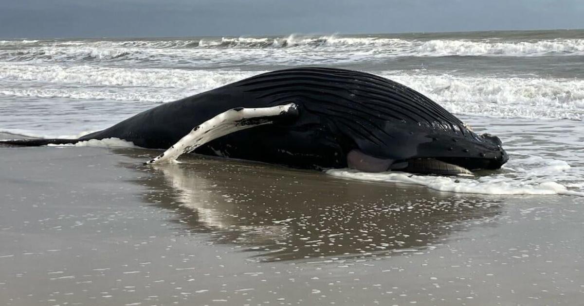 30-foot dead humpback whale washed ashore in Cape May County - CBS