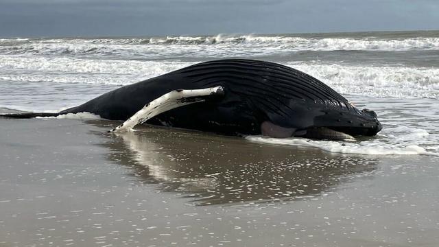 strathmere-dead-whale-pic-3.jpg 