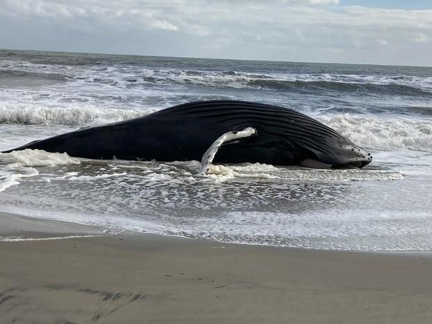 strathmere-dead-whale-pic-1.jpg 