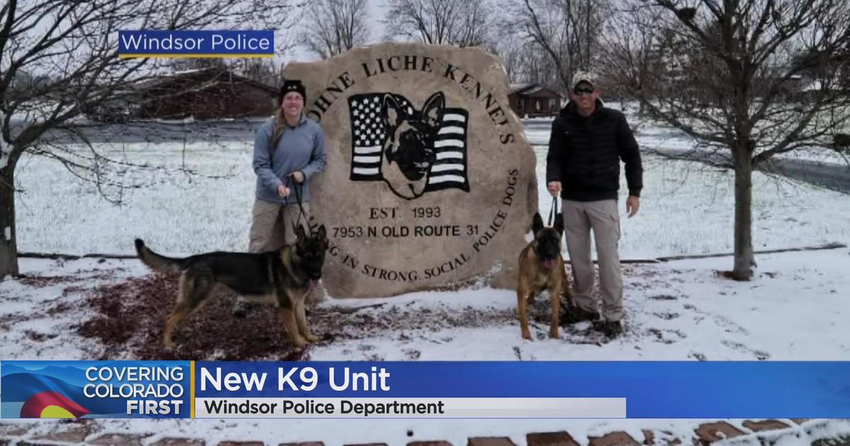 Windsor Police Department creates K9 unit - CBS Colorado