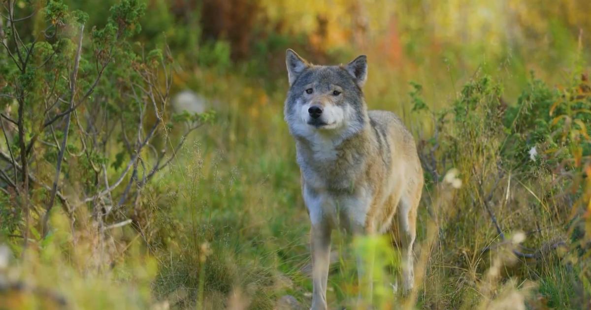 Colorado Parks & Wildlife shares ideas for wolf reintroduction plan ...