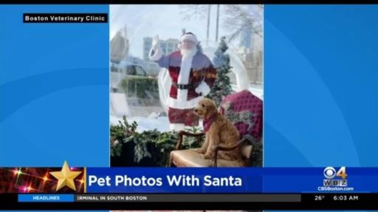 Pets can get photos with Santa at Boston Veterinary Clinic - CBS Boston