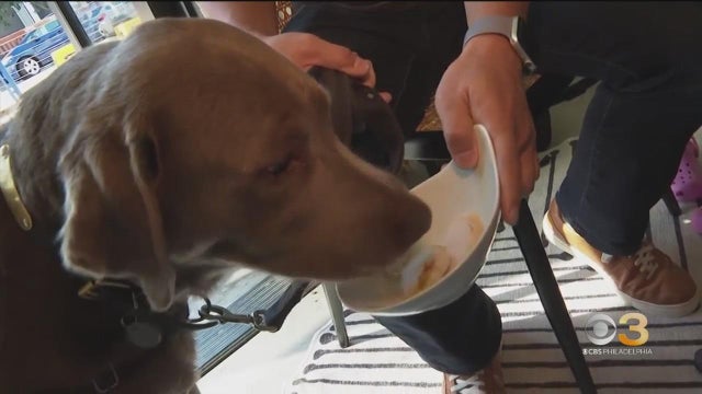 cbs3-pet-project-here-is-how-to-get-your-dog-to-eat-diet-food.jpg 