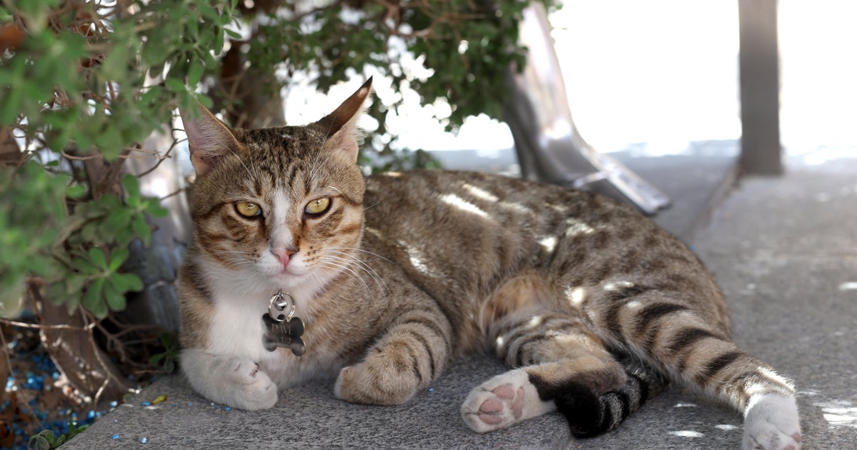 Despite World Cup loss, England takes home another prize &mdash; Dave the cat
