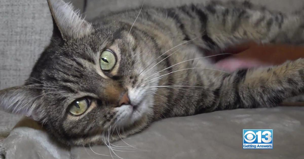 “Total disbelief”: Cat missing for nearly 6 years reunited with owner thanks to microchip