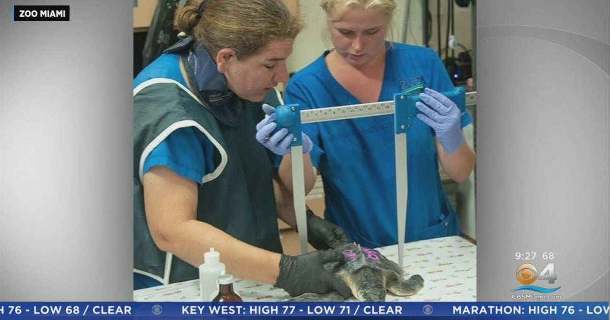 Rescued sea turtles taken to Zoo Miami