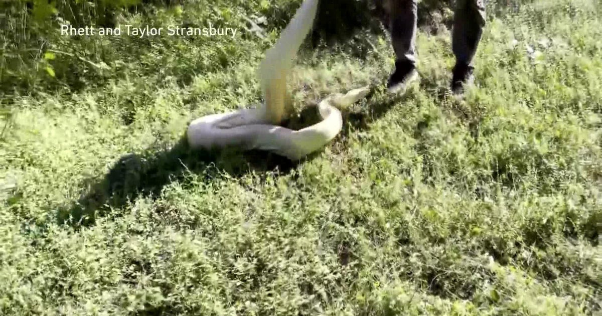 Exceptional albino boa constrictor located outside Florida residence