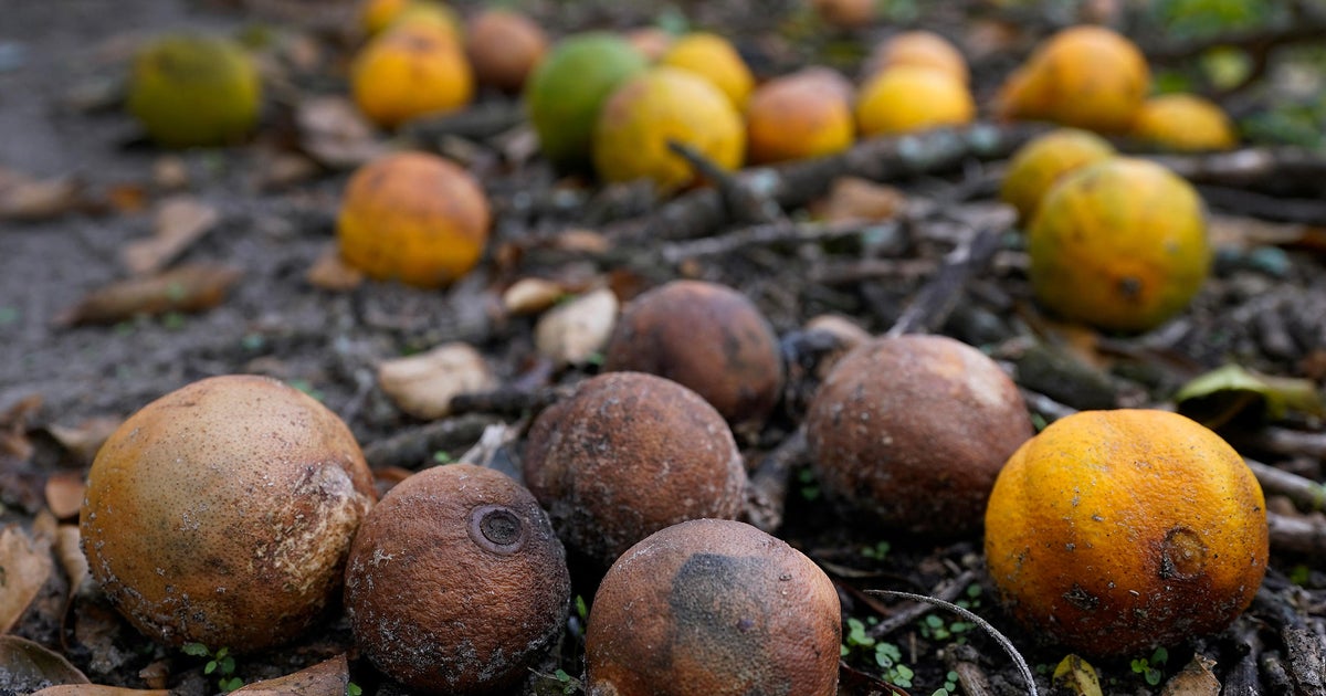 Hurricane Milton farm losses could top 2 million in Florida Hurricane Milton farm losses could top 2 million in Florida