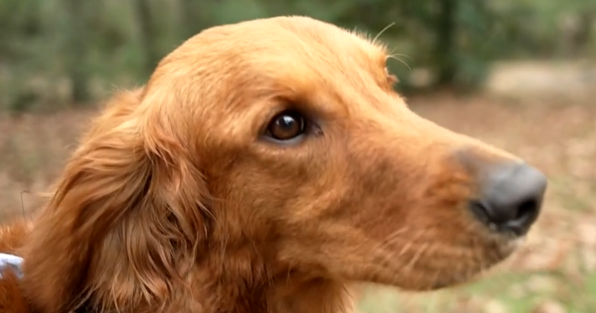 Dog protects young girls for hours after getting lost in woods