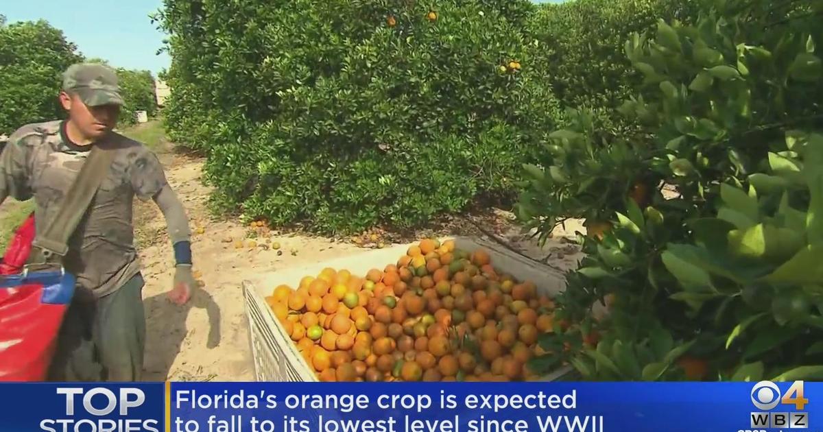 Florida's orange crop expected to fall to lowest level since World War