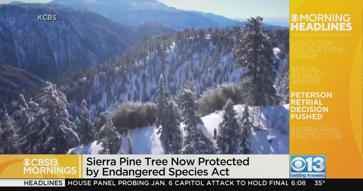 Sierra pine tree now protected by Endangered Species Act