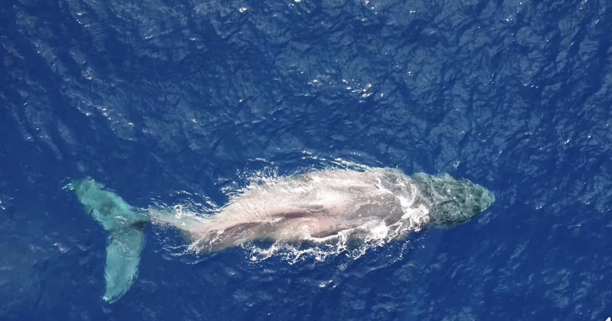 Humpback whale left with broken spine after vessel strike makes her