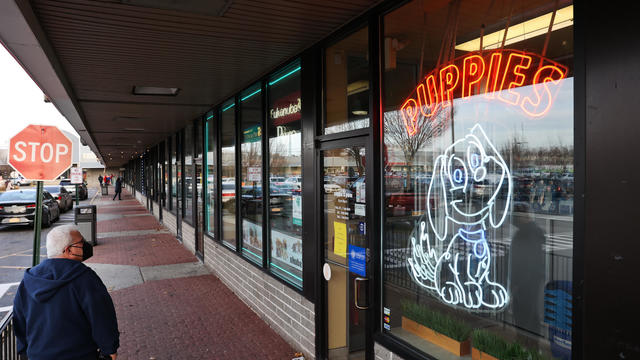 A person looks in the windows of Shake-A-Paw, a pet store in Hicksville, New York on December 16, 2021. 